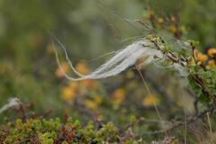Ovibos moschatus