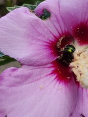 Agapostemon splendens
