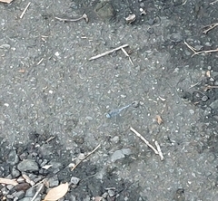Diplacodes trivialis