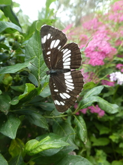 Neptis rivularis