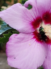 Agapostemon splendens