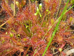 Drosera intermedia