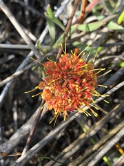 Leucospermum prostratum
