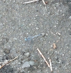 Diplacodes trivialis
