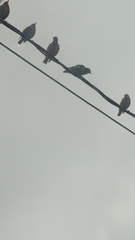 Sturnus vulgaris