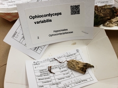 Ophiocordyceps variabilis