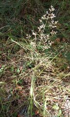 Agrostis capillaris