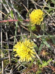 Leucospermum prostratum