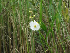 Sagittaria