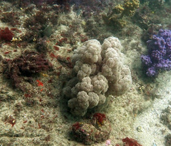 Dendronephthya australis