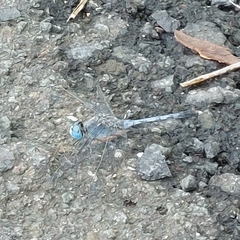 Diplacodes trivialis