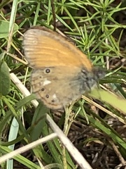Coenonympha glycerion