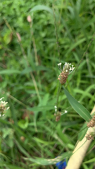 Plantago lanceolata