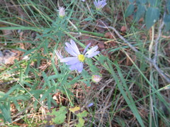 Galatella dahurica
