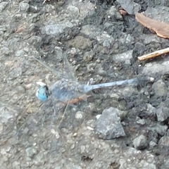 Diplacodes trivialis