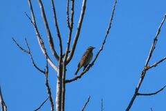 Turdus iliacus