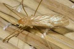 Erioptera