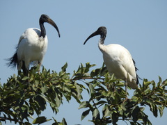 Threskiornis aethiopicus