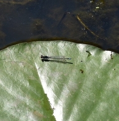 Erythromma viridulum