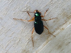 Tetracha virginica