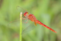 Crocothemis servilia