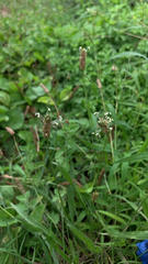 Plantago lanceolata