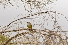 Eopsaltria griseogularis