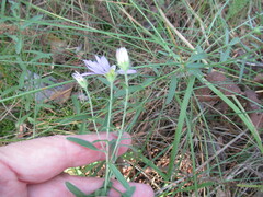 Galatella dahurica