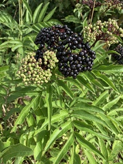 Sambucus ebulus