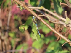 Aeshna mixta