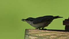 Sitta europaea