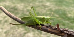 Tettigonia cantans