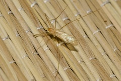 Erioptera