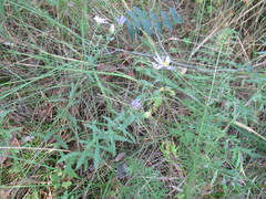 Galatella dahurica