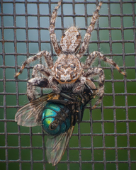 Platycryptus undatus