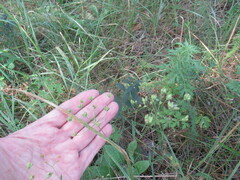Bupleurum scorzonerifolium