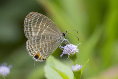 Jamides celeno aelianus