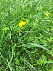 Lotus corniculatus