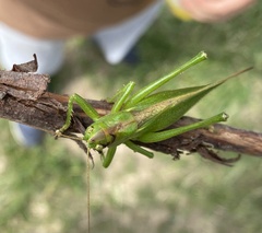 Tettigonia cantans