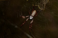 Trichonephila edulis