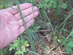 Bupleurum scorzonerifolium