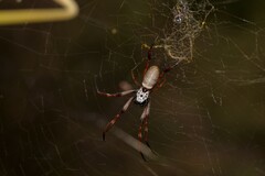 Trichonephila edulis