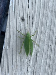 Pterophylla camellifolia
