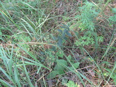 Bupleurum scorzonerifolium