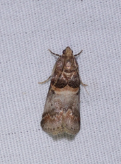 Acrobasis angusella