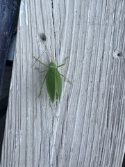 Pterophylla camellifolia