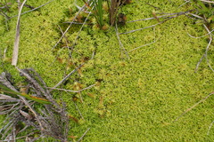 Pseudocrossidium crinitum