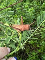 Schistocerca damnifica