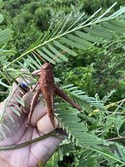 Schistocerca damnifica