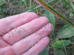 Agrostis capillaris